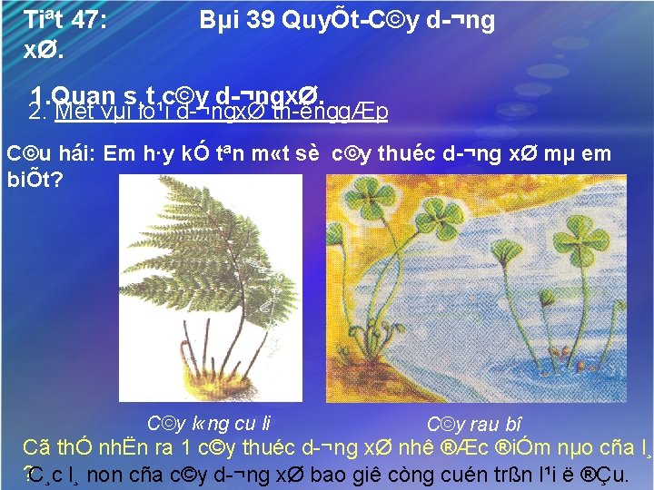 Tiªt 47: xØ. Bµi 39 QuyÕt C©y d ¬ng 1. Quan s¸t c©y d