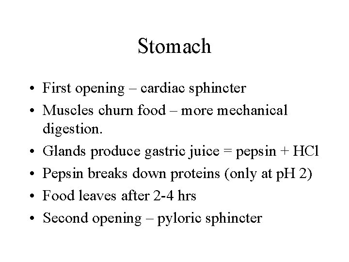 Stomach • First opening – cardiac sphincter • Muscles churn food – more mechanical