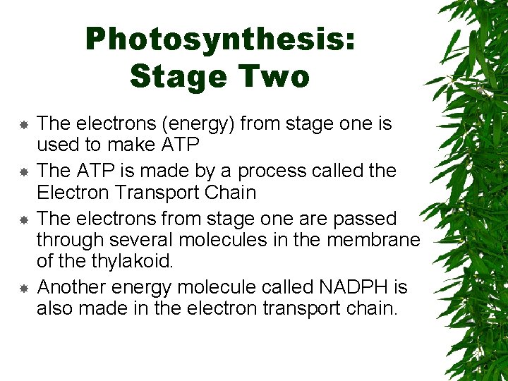 Photosynthesis: Stage Two The electrons (energy) from stage one is used to make ATP