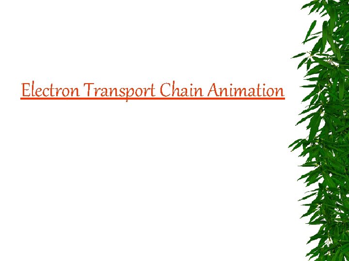 Electron Transport Chain Animation 
