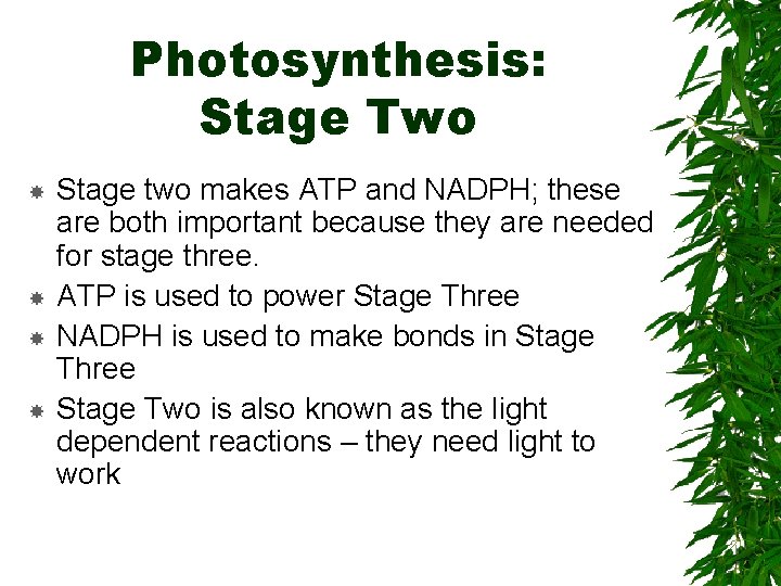 Photosynthesis: Stage Two Stage two makes ATP and NADPH; these are both important because