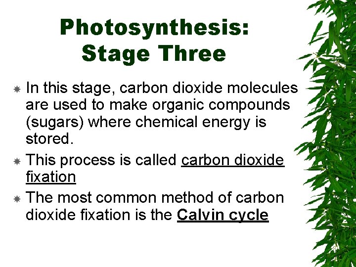 Photosynthesis: Stage Three In this stage, carbon dioxide molecules are used to make organic