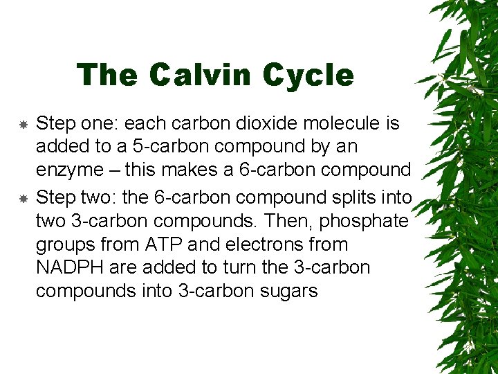 The Calvin Cycle Step one: each carbon dioxide molecule is added to a 5