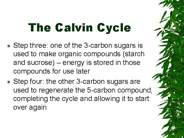 The Calvin Cycle Step three: one of the 3 -carbon sugars is used to