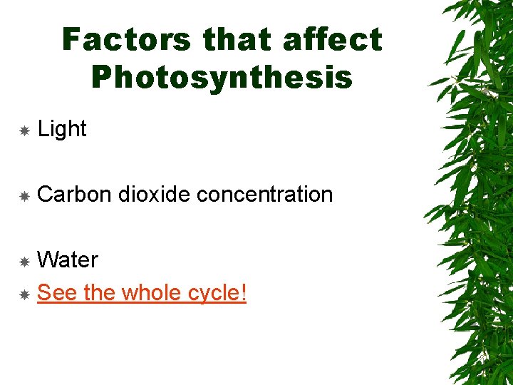 Factors that affect Photosynthesis Light Carbon dioxide concentration Water See the whole cycle! 