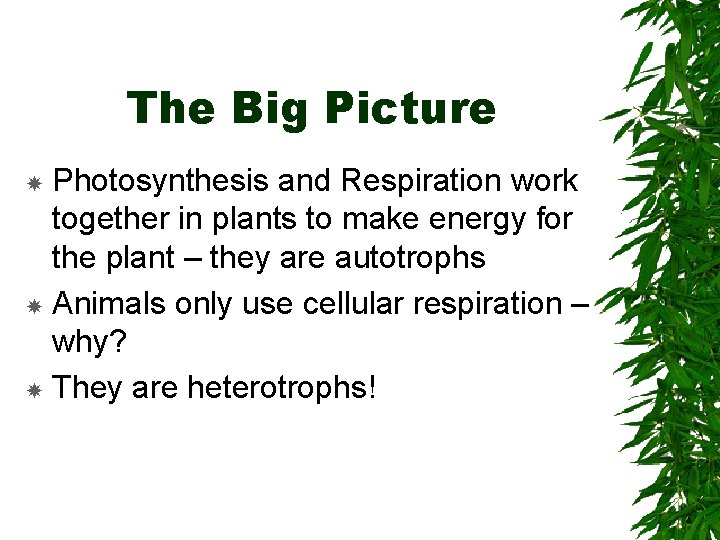 The Big Picture Photosynthesis and Respiration work together in plants to make energy for