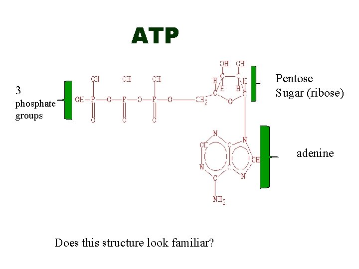 ATP 3 phosphate groups Pentose Sugar (ribose) adenine Does this structure look familiar? 