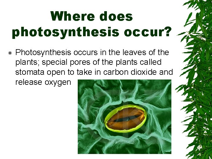 Where does photosynthesis occur? Photosynthesis occurs in the leaves of the plants; special pores