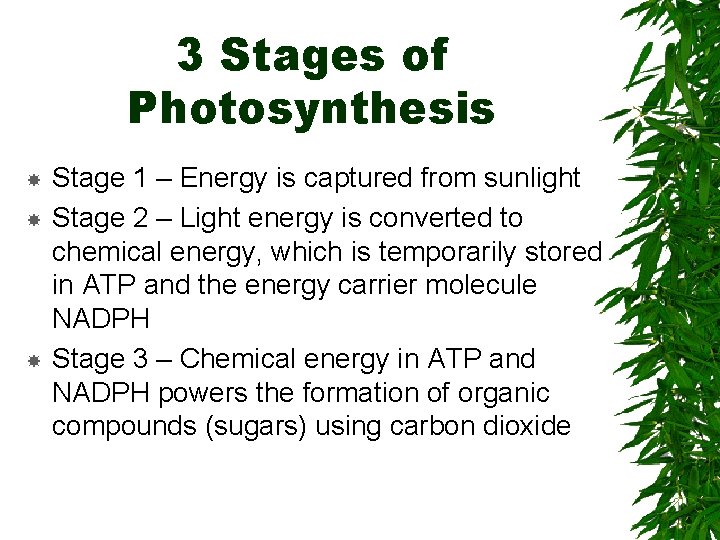 3 Stages of Photosynthesis Stage 1 – Energy is captured from sunlight Stage 2