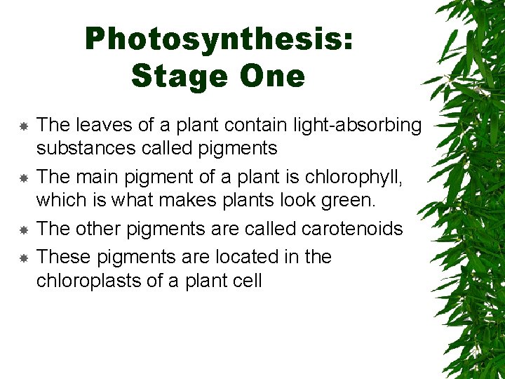 Photosynthesis: Stage One The leaves of a plant contain light-absorbing substances called pigments The