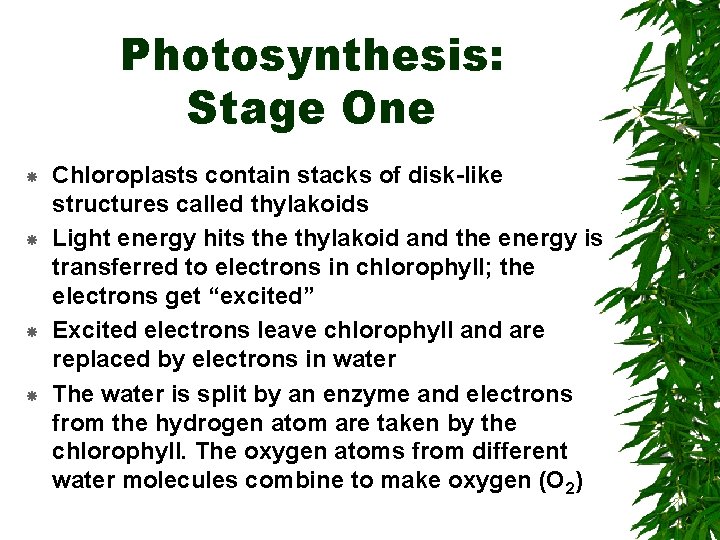 Photosynthesis: Stage One Chloroplasts contain stacks of disk-like structures called thylakoids Light energy hits