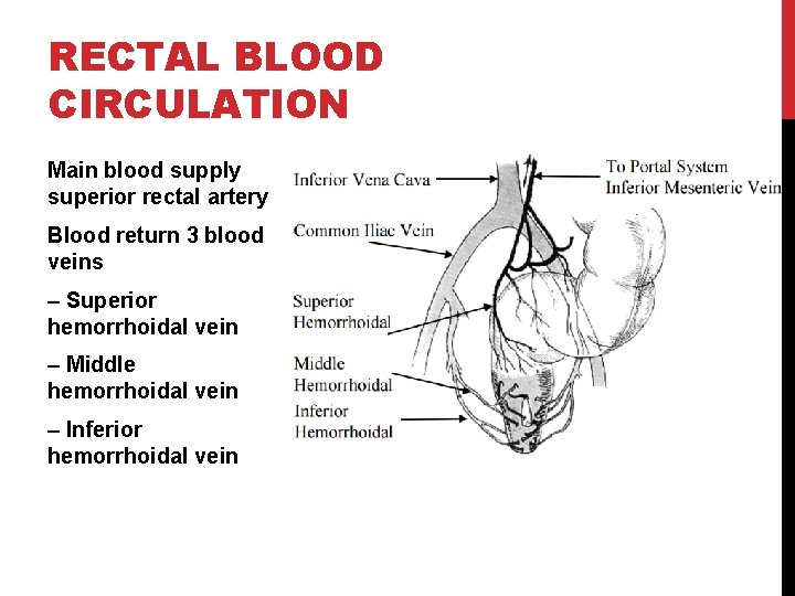 RECTAL BLOOD CIRCULATION Main blood supply superior rectal artery Blood return 3 blood veins