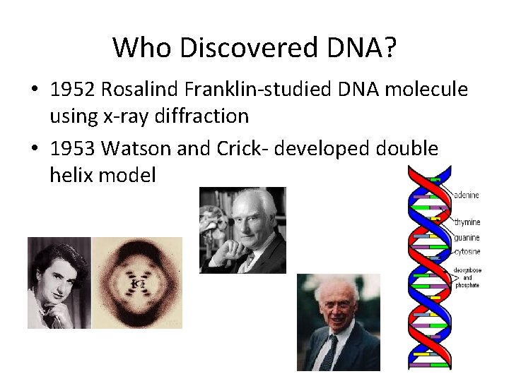 Who Discovered DNA? • 1952 Rosalind Franklin-studied DNA molecule using x-ray diffraction • 1953