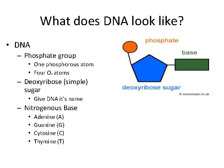 What does DNA look like? • DNA – Phosphate group • One phosphorous atom
