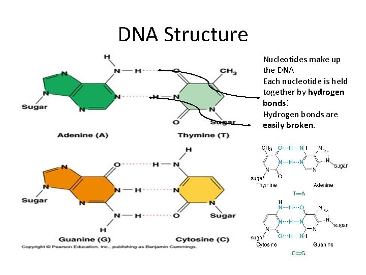 DNA Structure Nucleotides make up the DNA Each nucleotide is held together by hydrogen