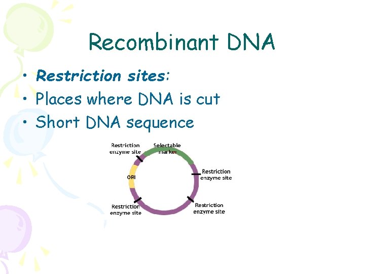 Recombinant DNA • Restriction sites: • Places where DNA is cut • Short DNA