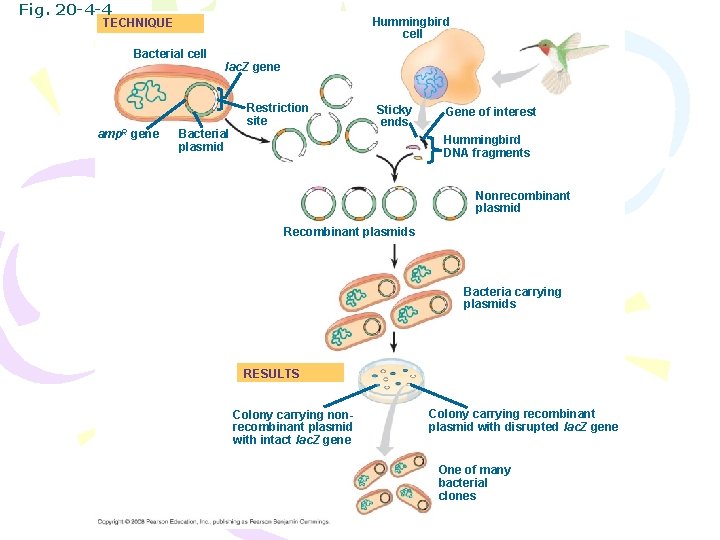 Fig. 20 -4 -4 Hummingbird cell TECHNIQUE Bacterial cell amp. R gene lac. Z