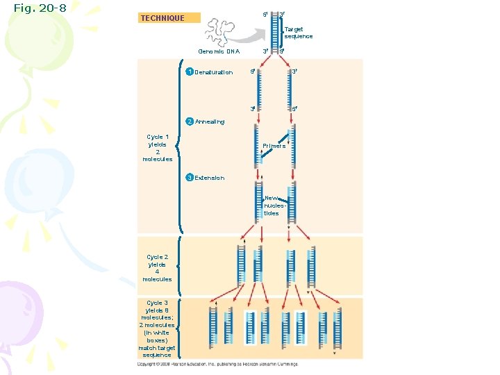 Fig. 20 -8 5 TECHNIQUE 3 Target sequence 3 Genomic DNA 1 Denaturation 5