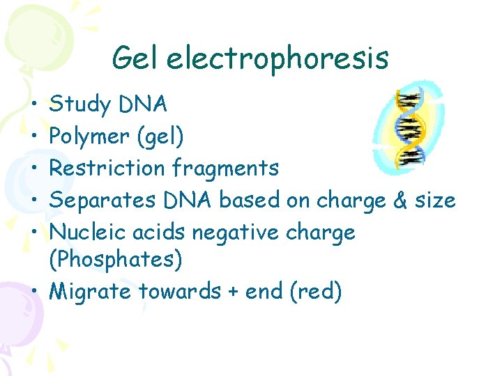 Gel electrophoresis • • • Study DNA Polymer (gel) Restriction fragments Separates DNA based