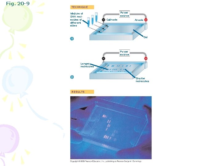 Fig. 20 -9 TECHNIQUE Mixture of DNA molecules of different sizes Power source –
