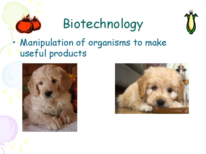 Biotechnology • Manipulation of organisms to make useful products 