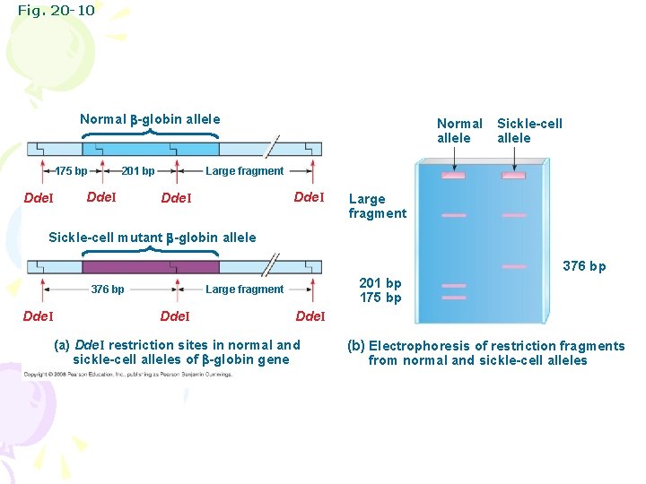 Fig. 20 -10 Normal -globin allele 175 bp Dde. I Sickle-cell allele Large fragment