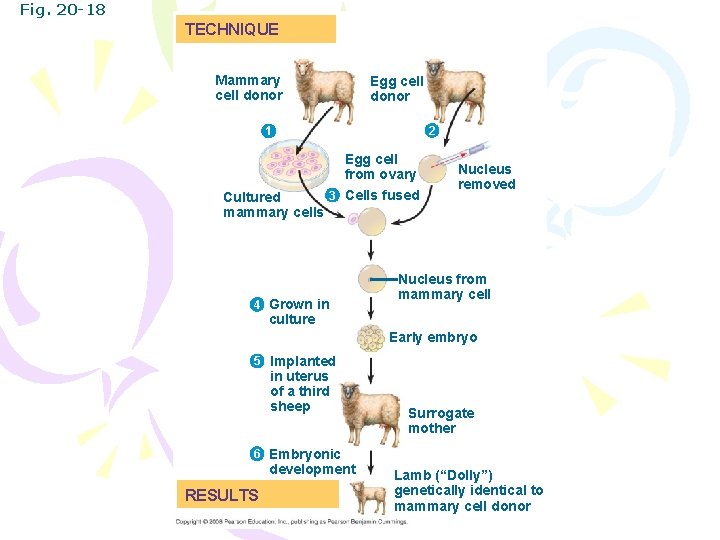 Fig. 20 -18 TECHNIQUE Mammary cell donor Egg cell donor 2 1 Egg cell