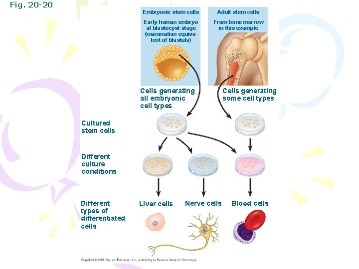 Fig. 20 -20 Embryonic stem cells Adult stem cells Early human embryo at blastocyst