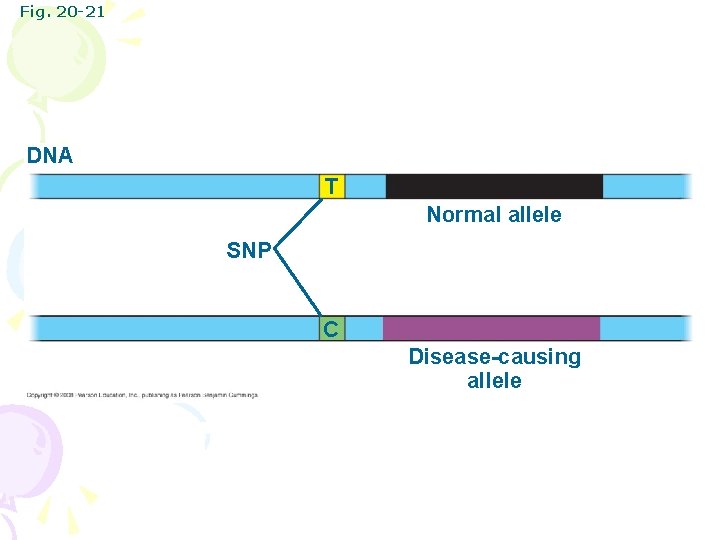 Fig. 20 -21 DNA T Normal allele SNP C Disease-causing allele 