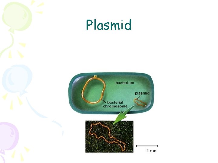 Plasmid 