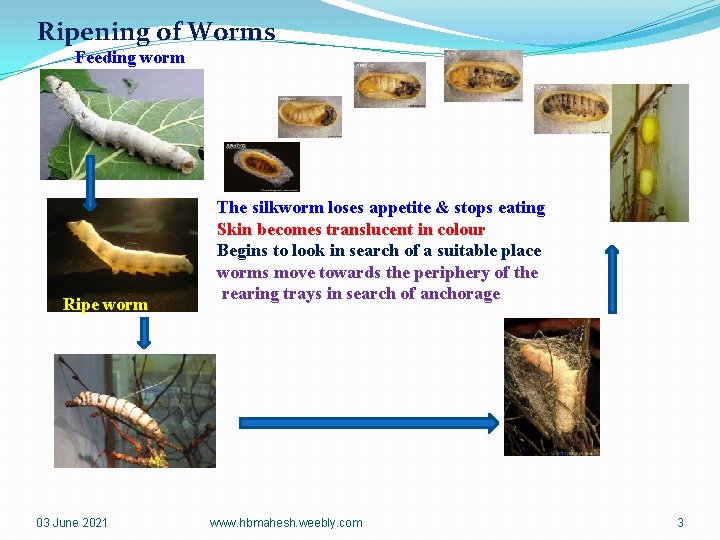 Ripening of Worms Feeding worm Ripe worm 03 June 2021 The silkworm loses appetite