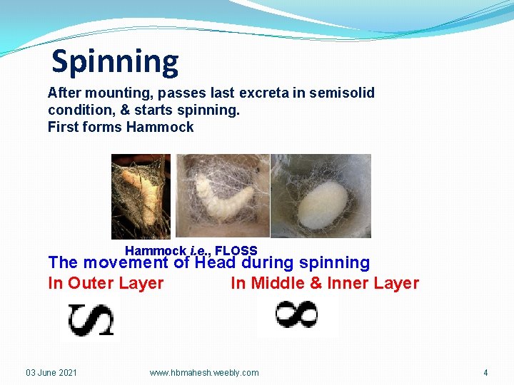 Spinning After mounting, passes last excreta in semisolid condition, & starts spinning. First forms