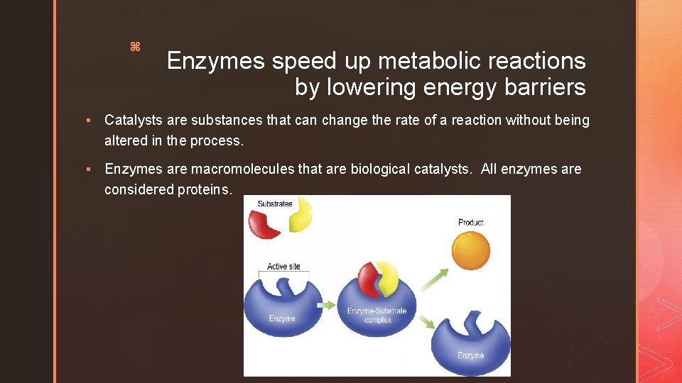 z Enzymes speed up metabolic reactions by lowering energy barriers § Catalysts are substances
