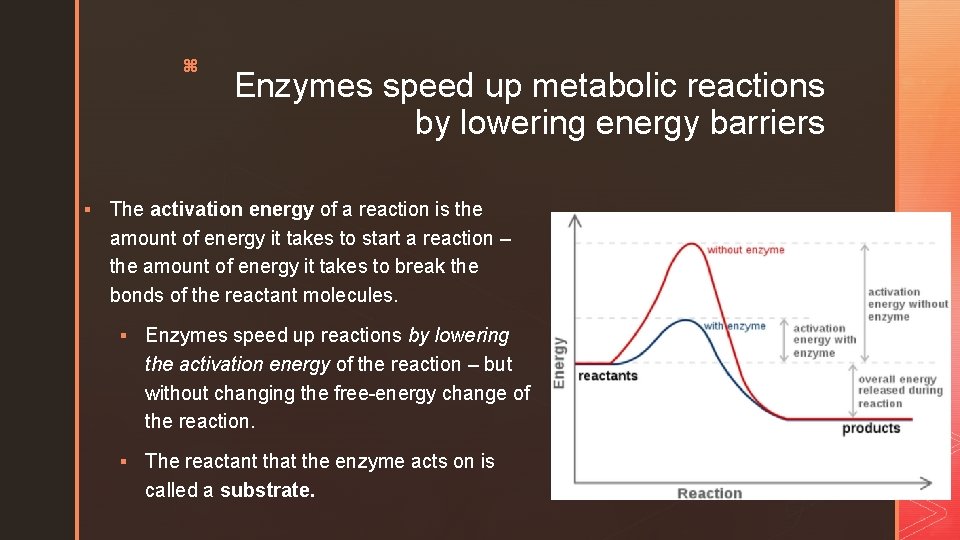 z Enzymes speed up metabolic reactions by lowering energy barriers § The activation energy
