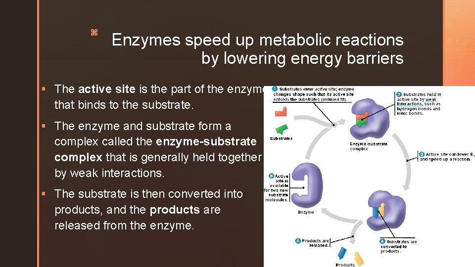 z Enzymes speed up metabolic reactions by lowering energy barriers § The active site