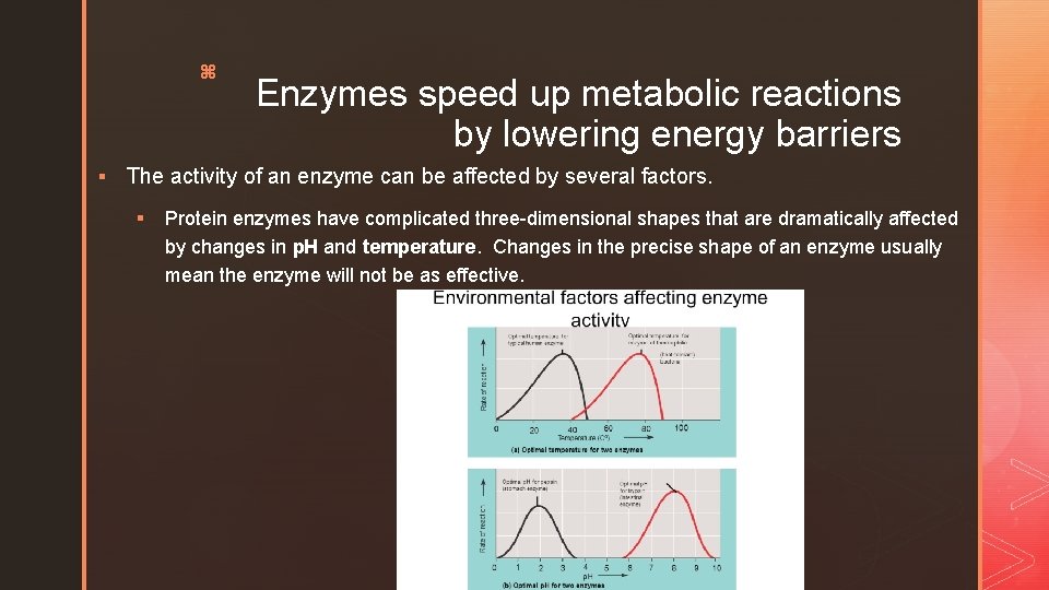 z Enzymes speed up metabolic reactions by lowering energy barriers § The activity of