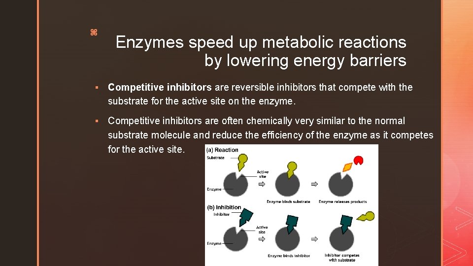 z Enzymes speed up metabolic reactions by lowering energy barriers § Competitive inhibitors are