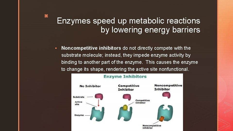 z Enzymes speed up metabolic reactions by lowering energy barriers § Noncompetitive inhibitors do