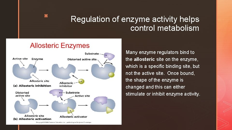 z Regulation of enzyme activity helps control metabolism § Many enzyme regulators bind to