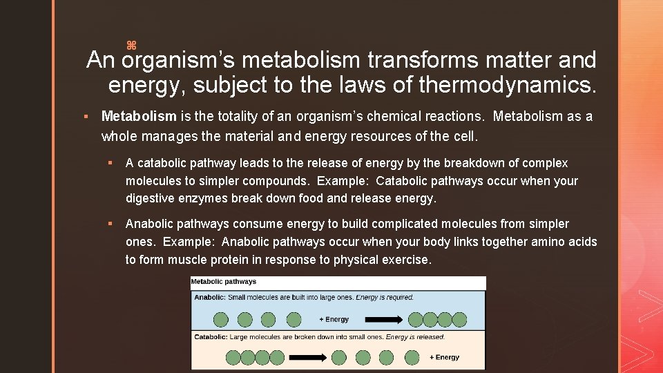 z An organism’s metabolism transforms matter and energy, subject to the laws of thermodynamics.