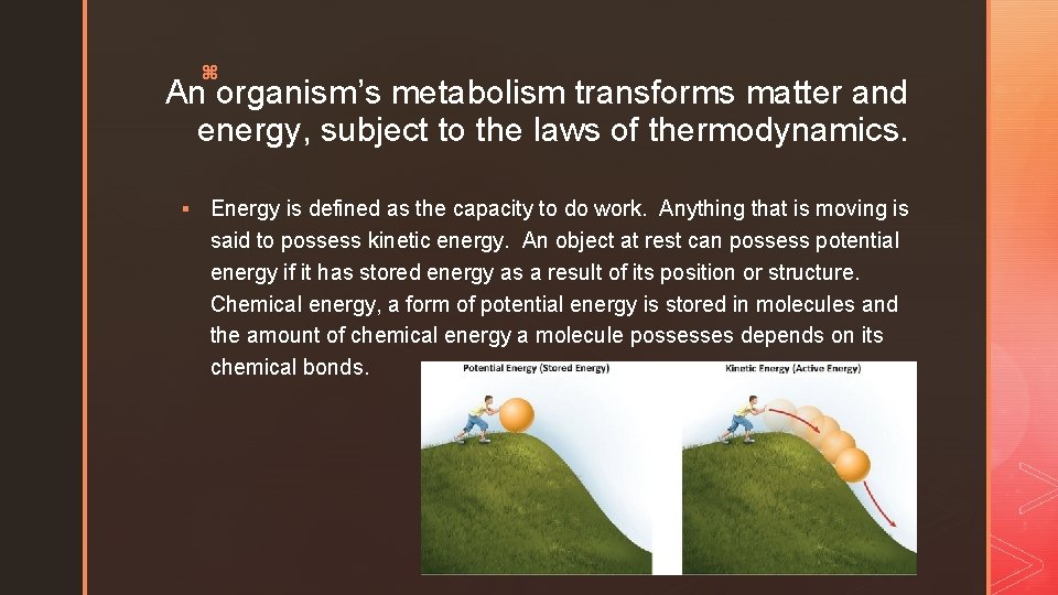 z An organism’s metabolism transforms matter and energy, subject to the laws of thermodynamics.