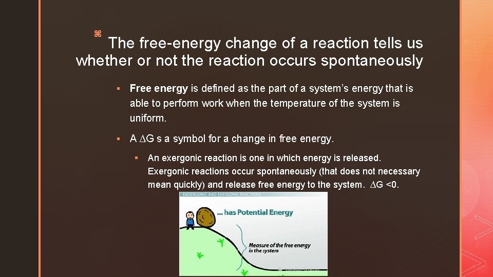 z The free-energy change of a reaction tells us whether or not the reaction