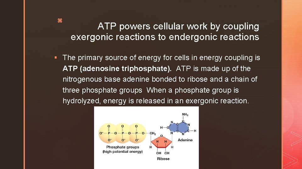 z ATP powers cellular work by coupling exergonic reactions to endergonic reactions § The