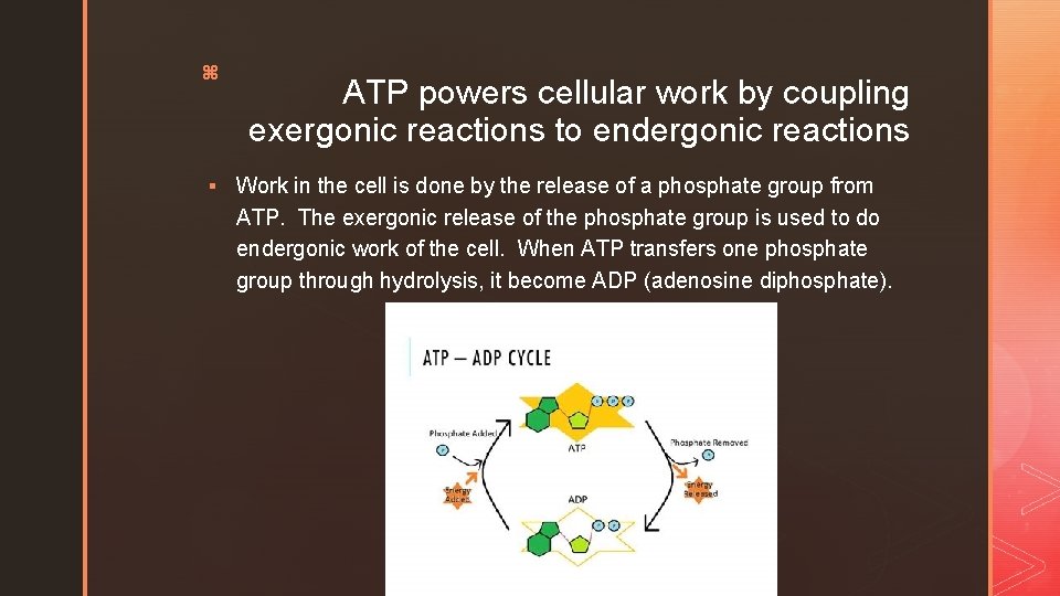 z ATP powers cellular work by coupling exergonic reactions to endergonic reactions § Work