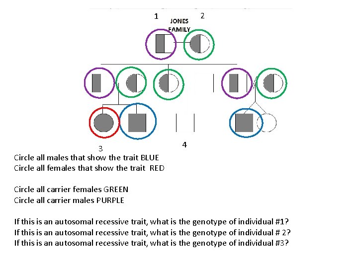 2 1 3 Circle all males that show the trait BLUE Circle all females