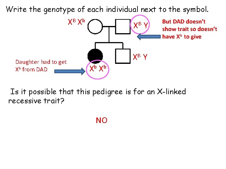 Write the genotype of each individual next to the symbol. XB X b Daughter