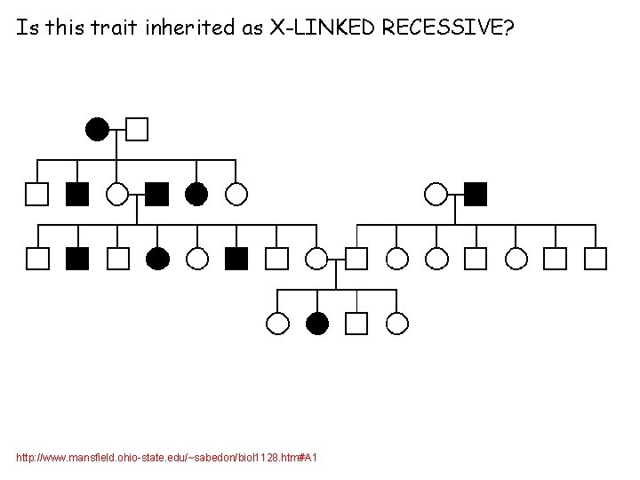 Is this trait inherited as X-LINKED RECESSIVE? http: //www. mansfield. ohio-state. edu/~sabedon/biol 1128. htm#A