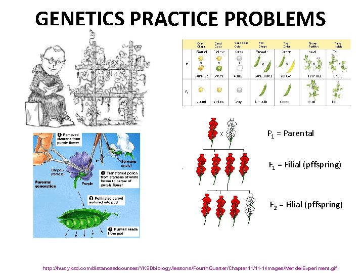 GENETICS PRACTICE PROBLEMS P 1 = Parental F 1 = Filial (pffspring) F 2