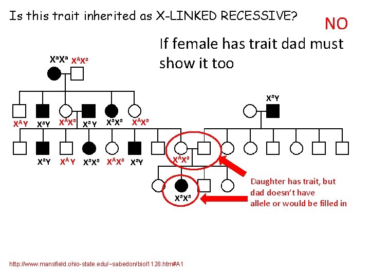 Is this trait inherited as X-LINKED RECESSIVE? NO If female has trait dad must