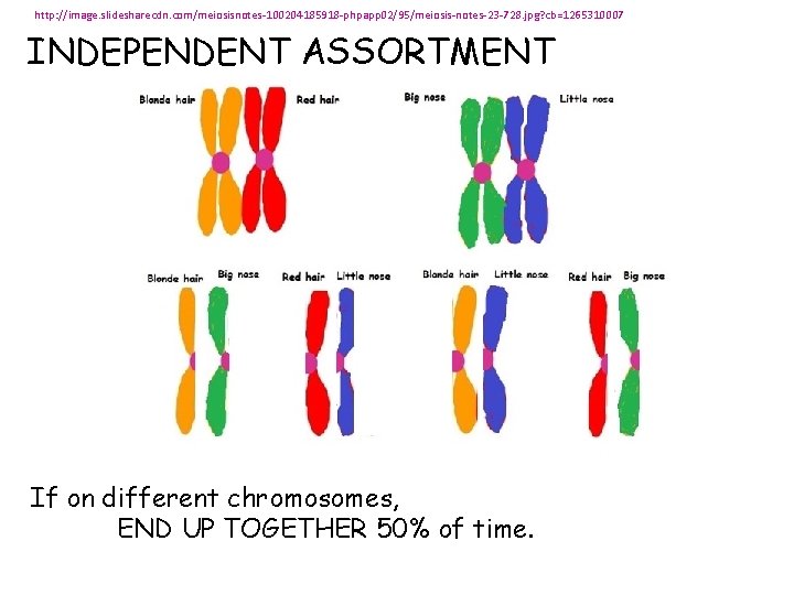 http: //image. slidesharecdn. com/meiosisnotes-100204185918 -phpapp 02/95/meiosis-notes-23 -728. jpg? cb=1265310007 INDEPENDENT ASSORTMENT If on different
